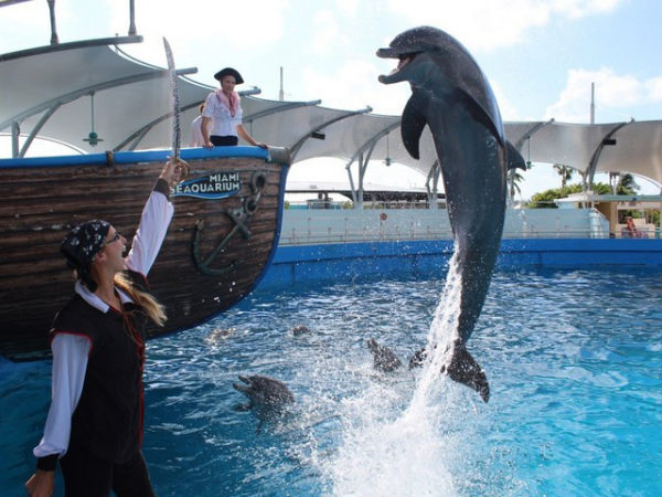 Surroundings - Miami Seaquarium - Novotel Miami Brickell